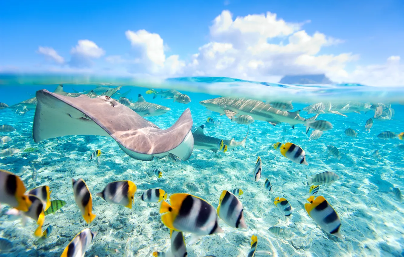 Photo wallpaper sea, fish, tropics, the ocean, underwater, sea, ocean, fishes