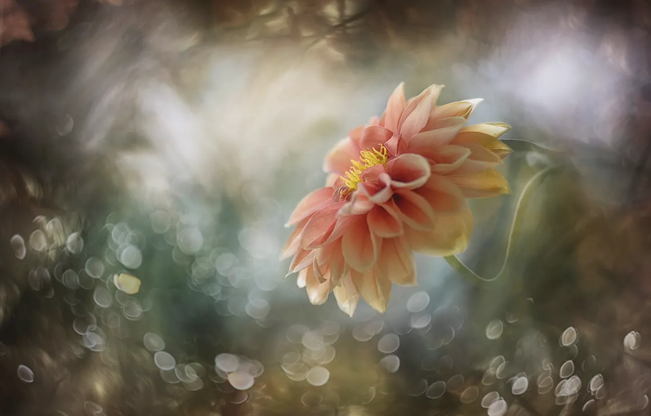 Photo wallpaper flowers, orange, blur, dahlias, art processing