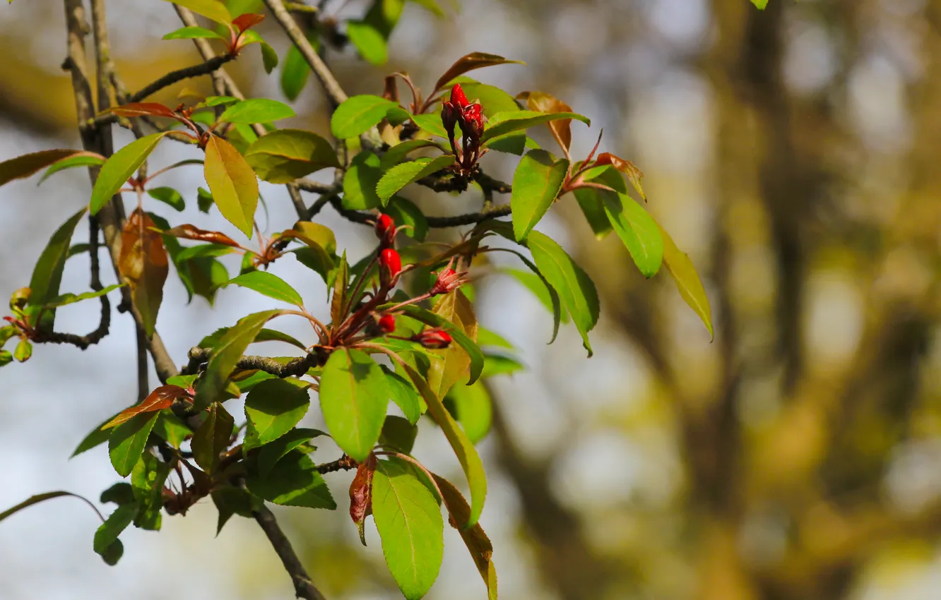 Photo wallpaper tree, spring, leaf, twig
