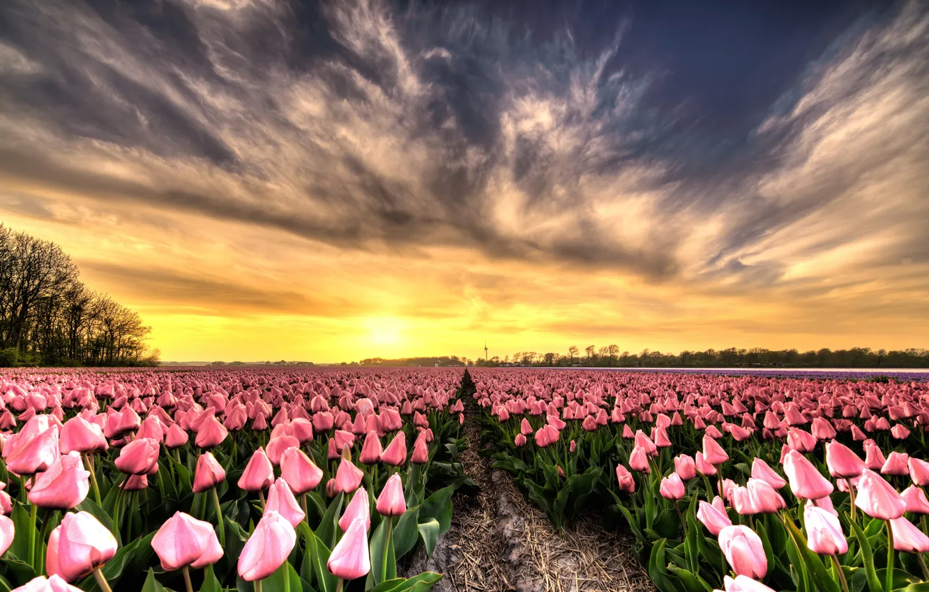 Photo wallpaper field, the sky, the sun, clouds, light, trees, sunset, flowers