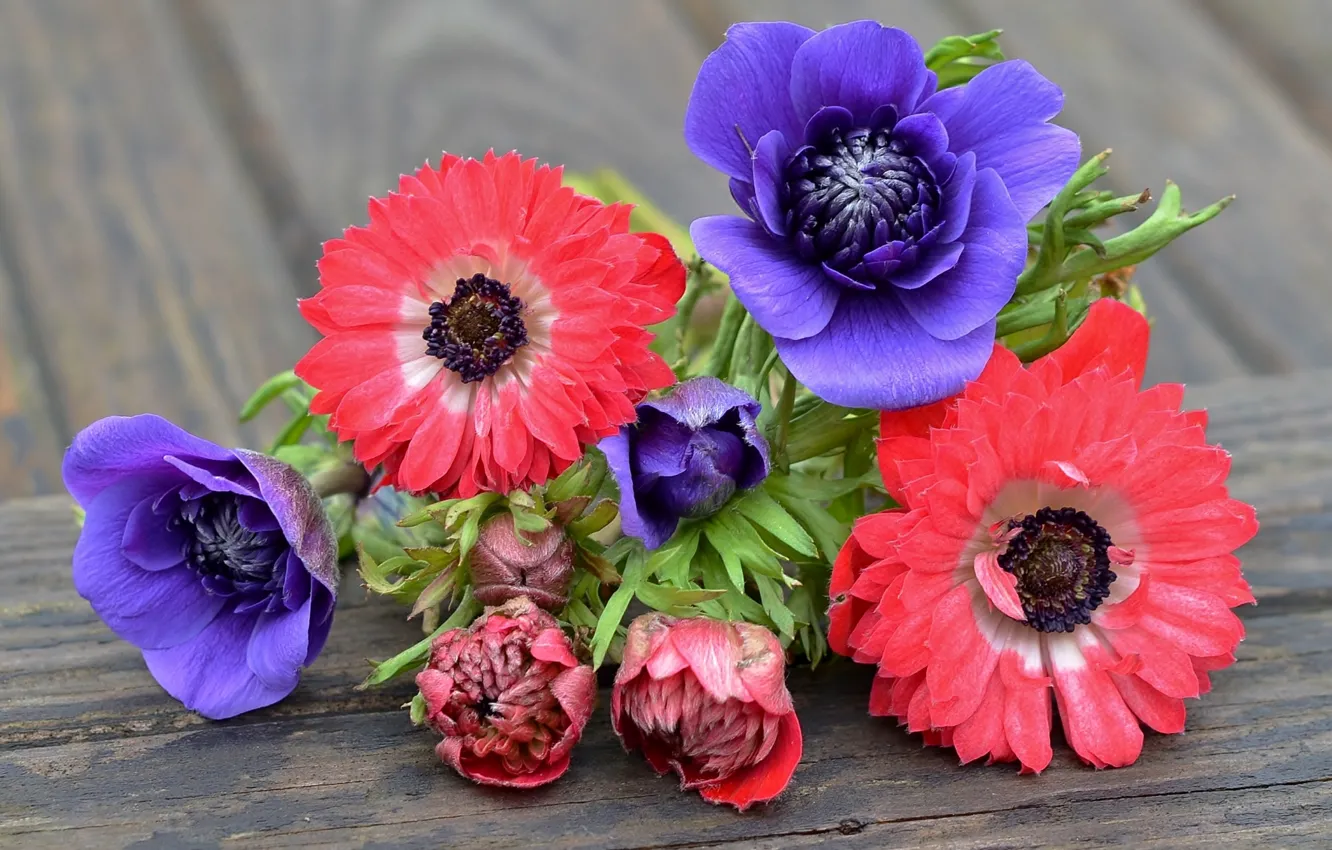 Photo wallpaper purple, pink, anemones