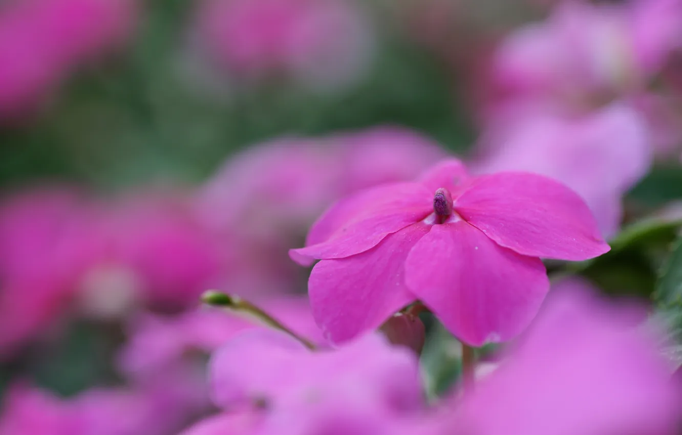 Photo wallpaper macro, flowers, pink