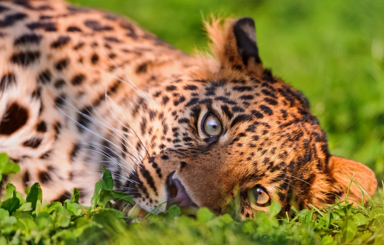 Photo wallpaper grass, Leopard, predator, big cat