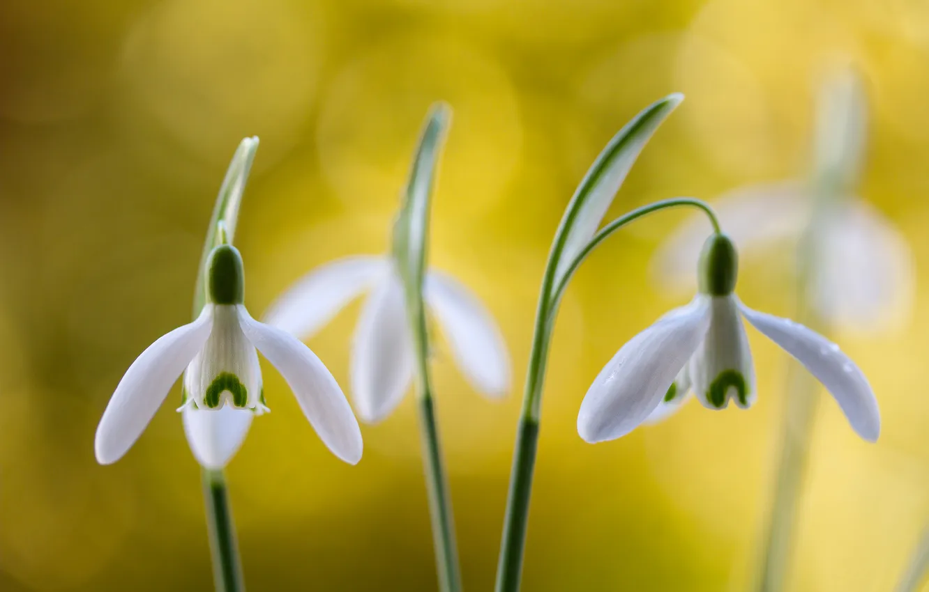 Photo wallpaper nature, petals, stem, meadow