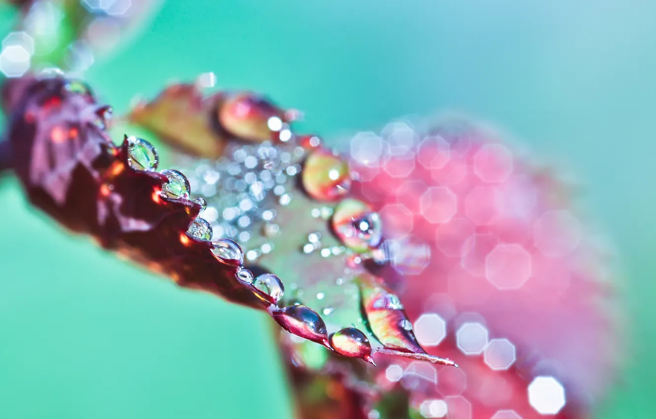 Photo wallpaper drops, macro, light, sheet, photo, Wallpaper, leaf, wallpapers