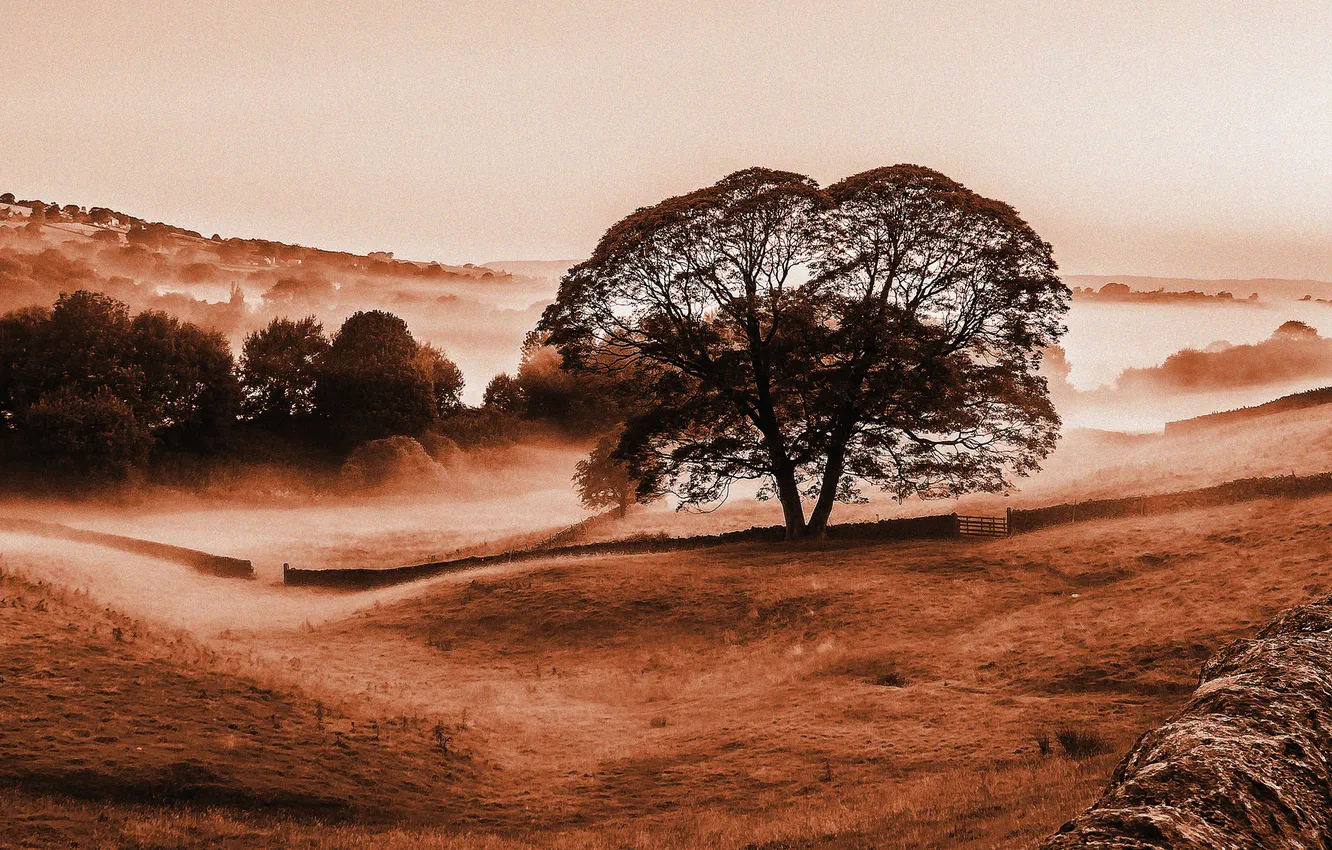 Photo wallpaper the sky, trees, fog, hills