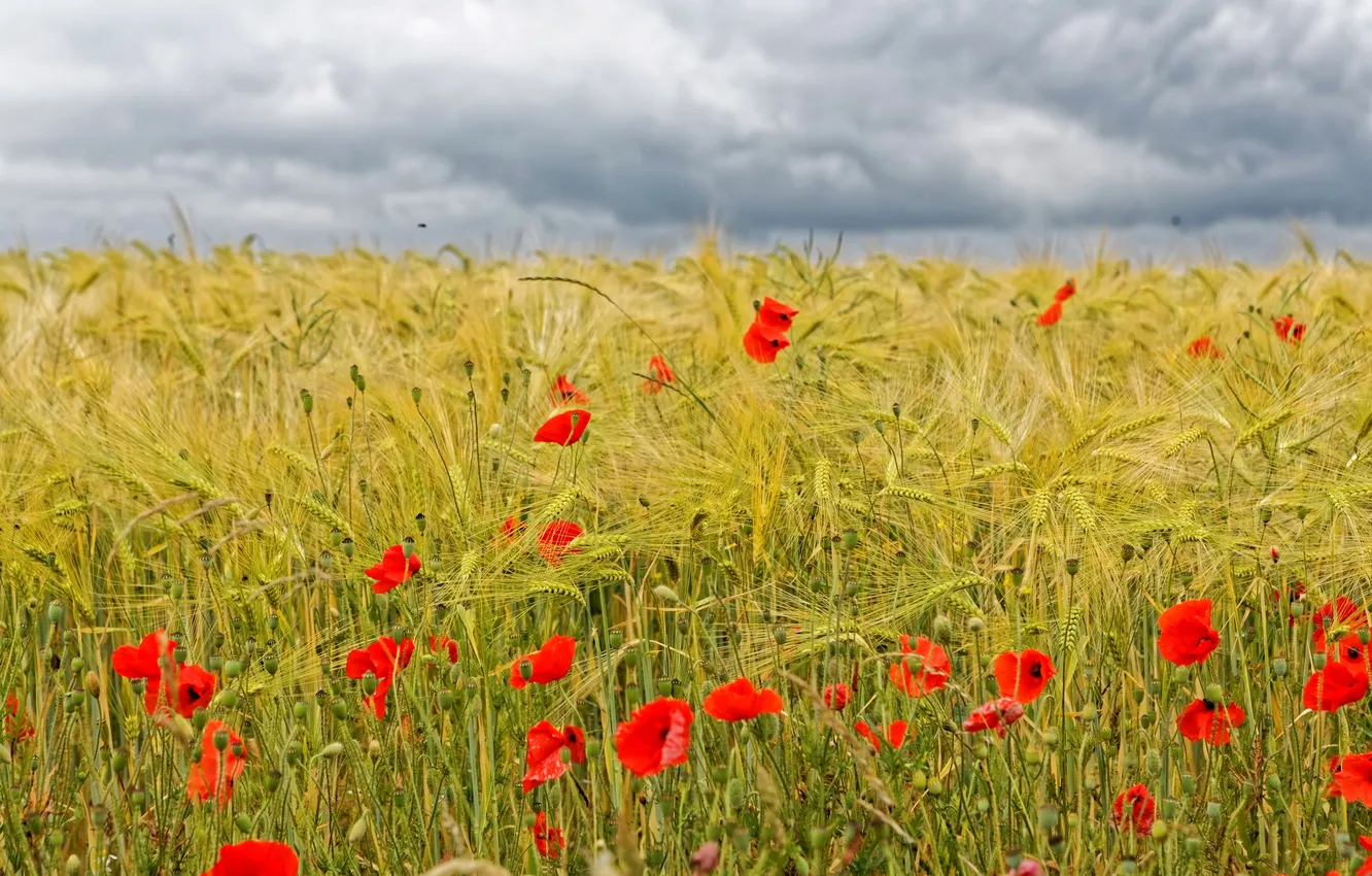 Photo wallpaper field, grass, clouds, flowers, red, Maki, ears