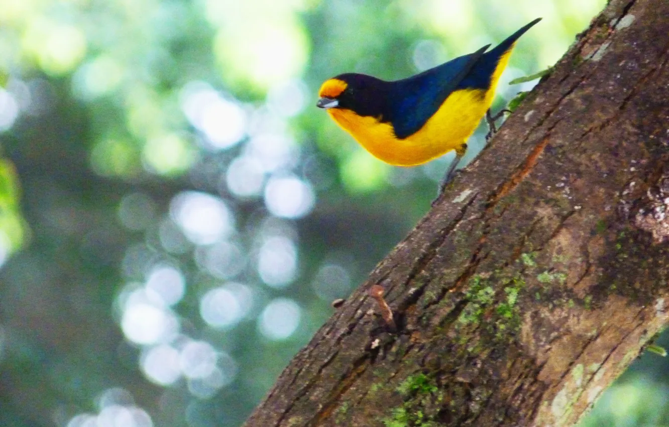 Photo wallpaper black, yellow, bird, branch, Gaturamo