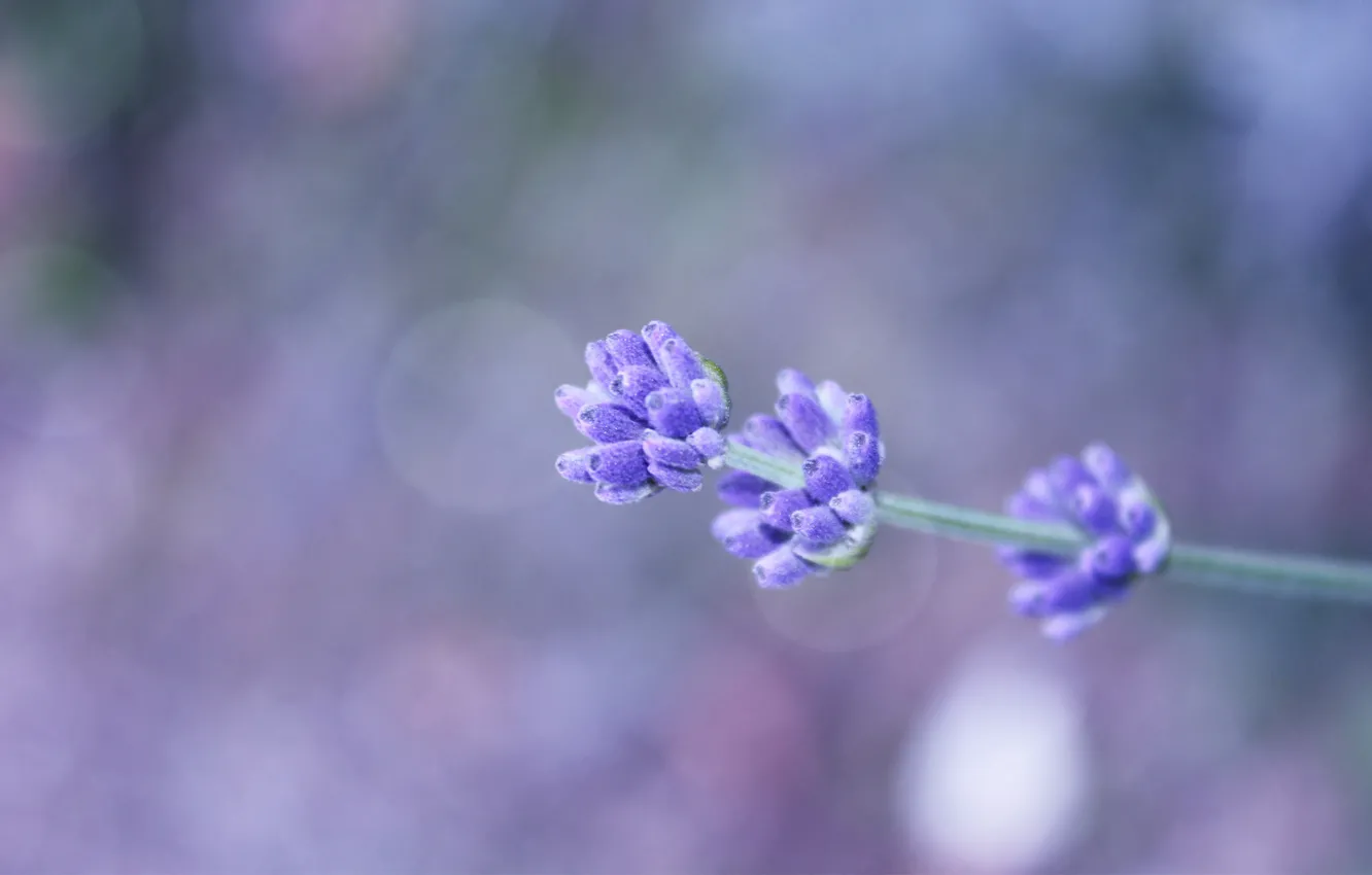 Photo wallpaper flowers, sprig, background, field, lilac, bokeh