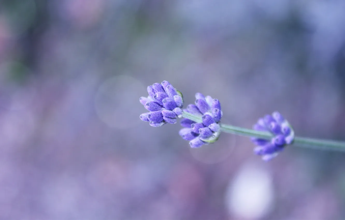 Photo wallpaper flower, sprig, background, lilac, bokeh, field