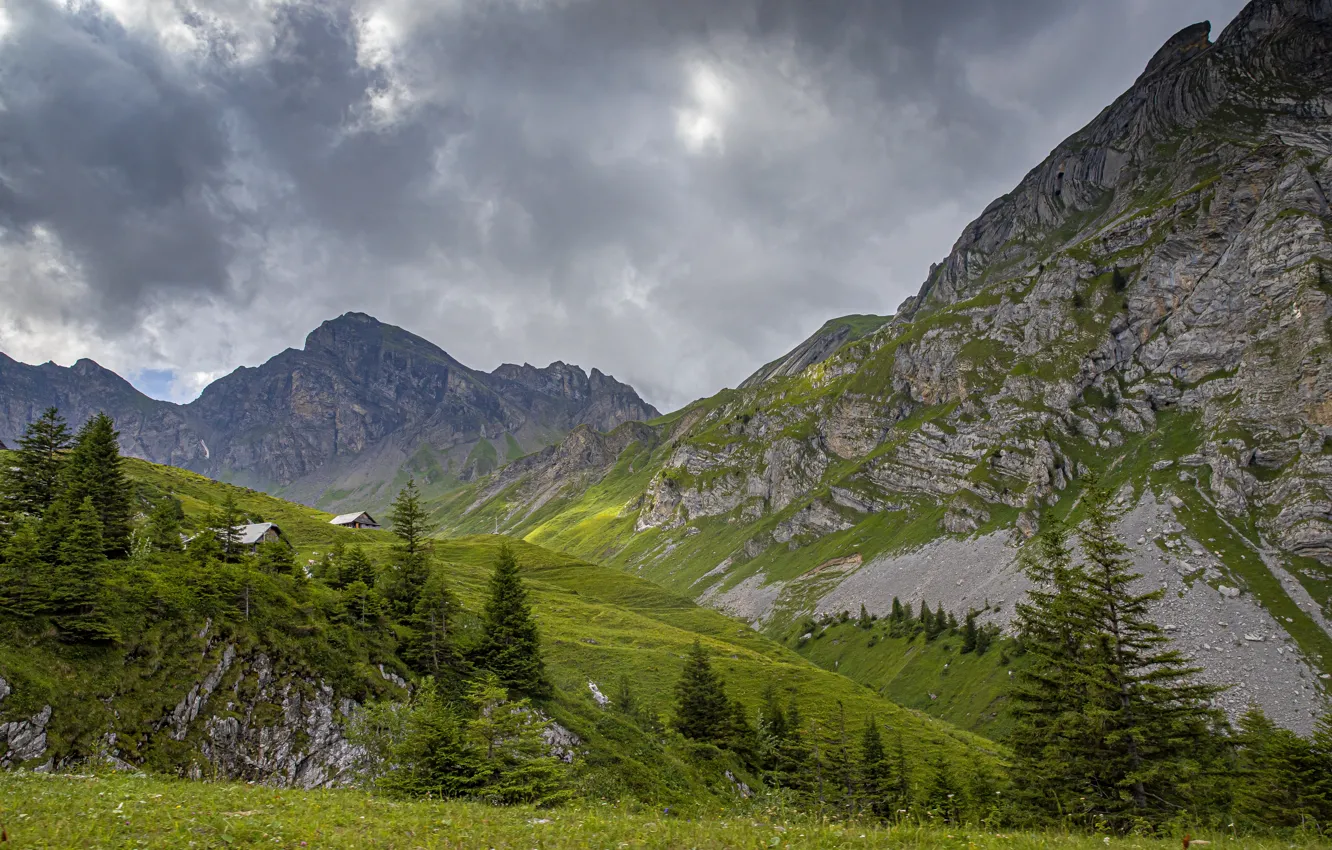 Photo wallpaper forest, mountains, rocks