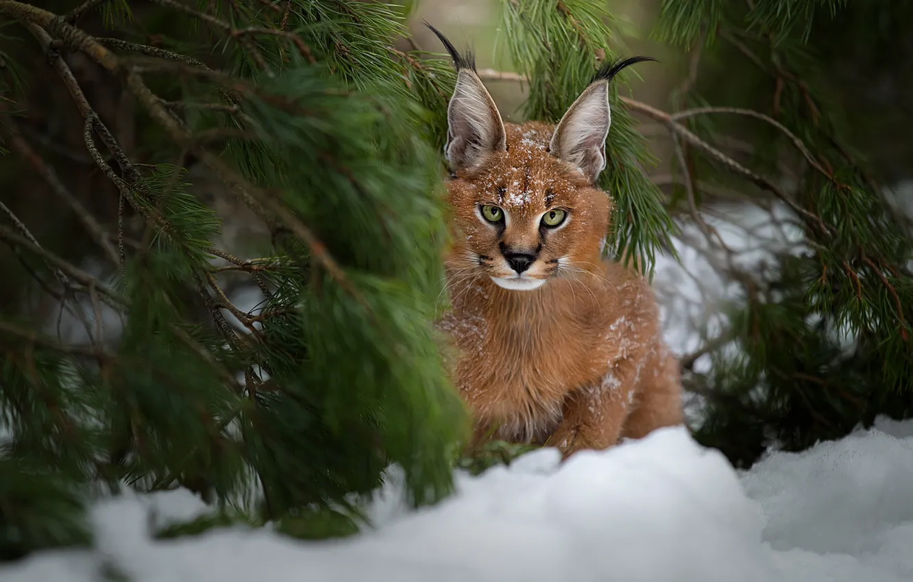 Photo wallpaper winter, look, snow, branches, portrait, lynx, face, needles