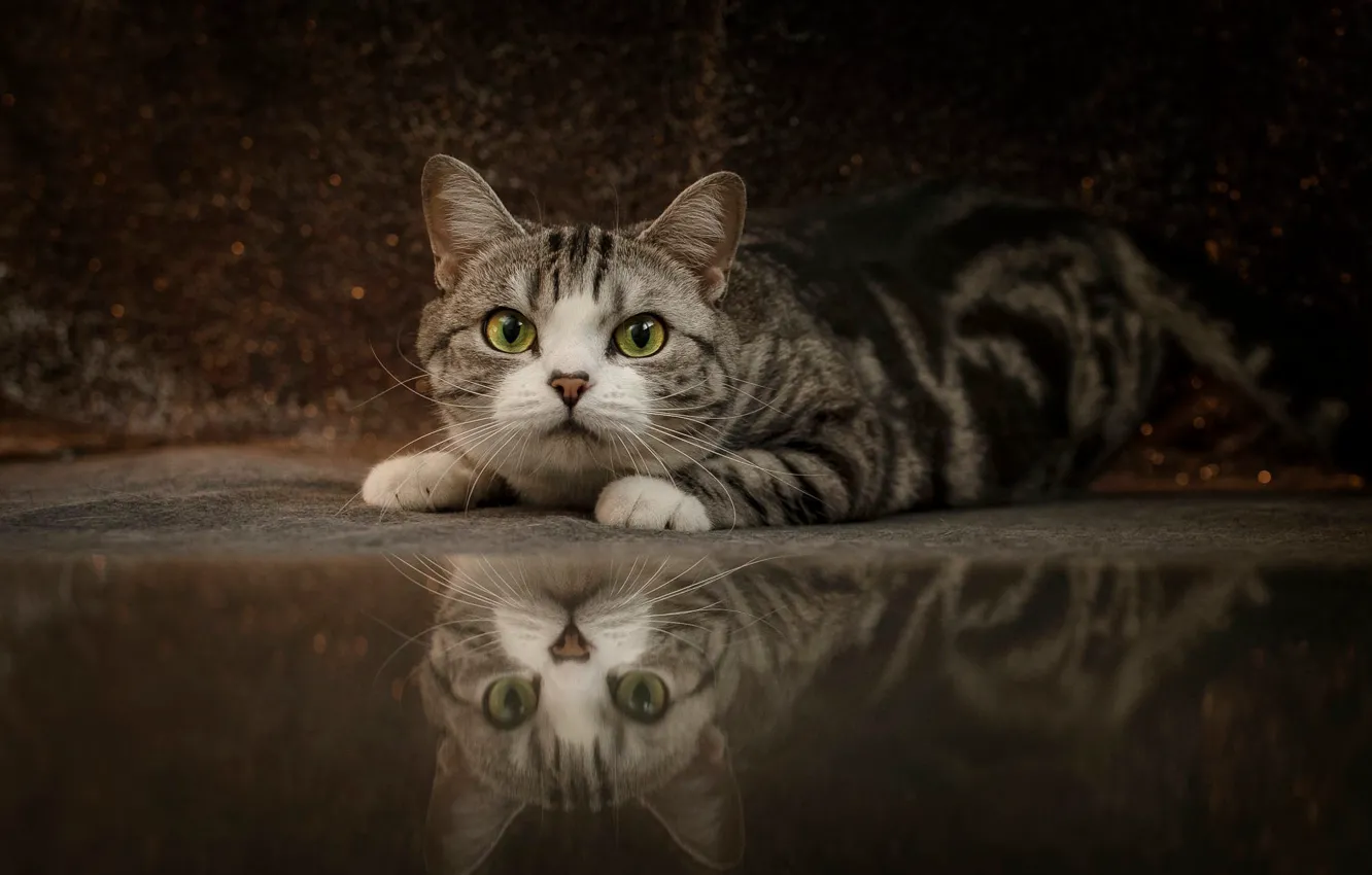 Photo wallpaper cat, cat, look, pose, reflection, floor, lies, face