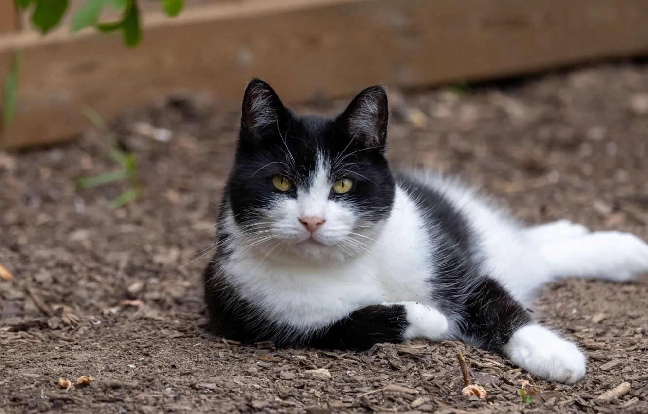 Photo wallpaper cat, cat, look, nature, pose, face