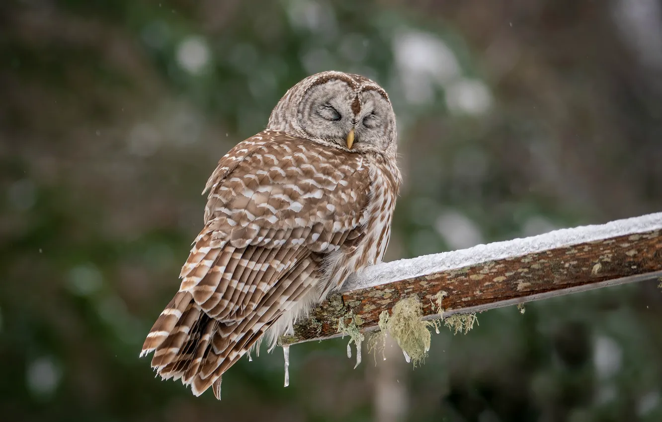 Photo wallpaper owl, bird, closed eyes, owl