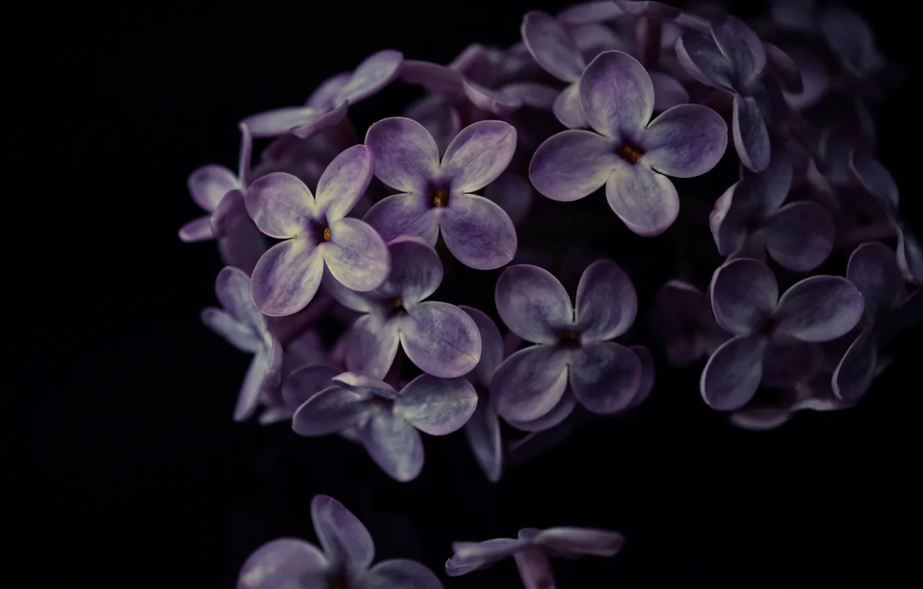 Photo wallpaper macro, petals, lilac