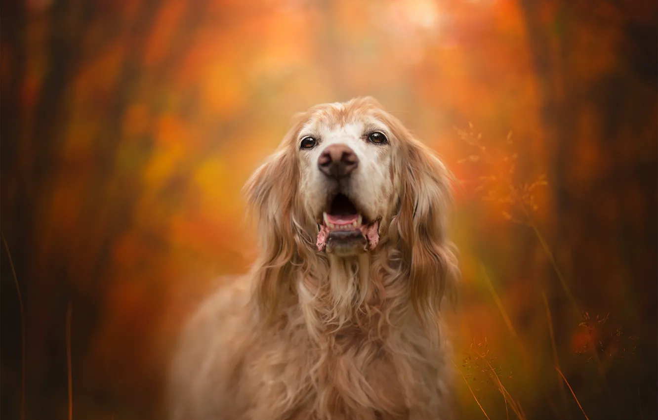 Photo wallpaper autumn, each, dog