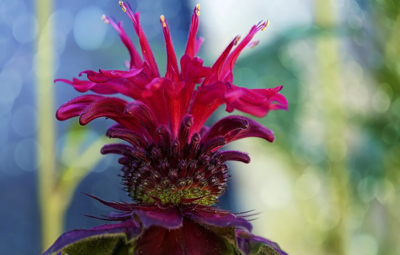 Photo wallpaper flowers, nature, petals, weed