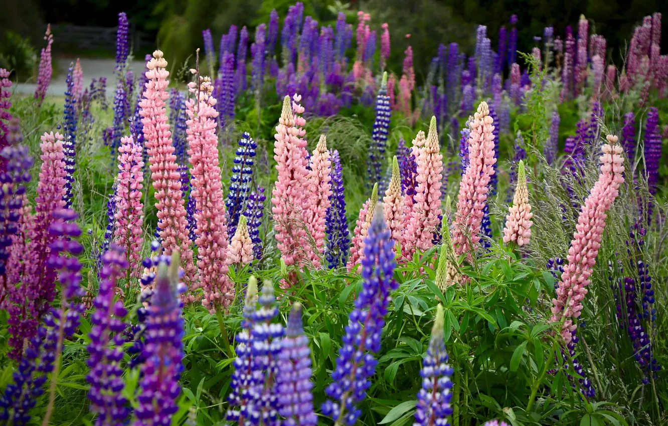 Photo wallpaper summer, flowers, pink, different, a lot, lilac, lupins