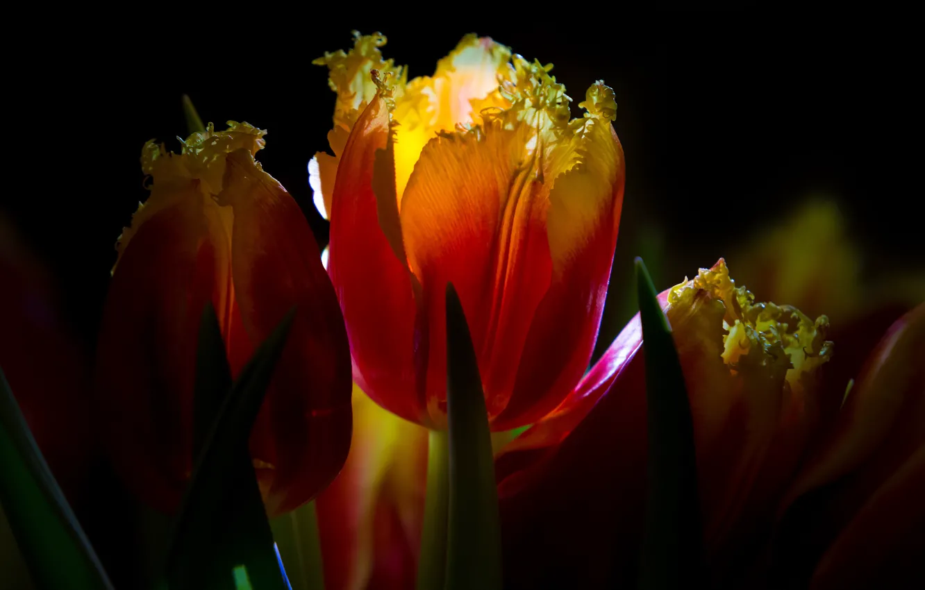 Photo wallpaper light, flowers, red, bouquet, tulips, black background, buds