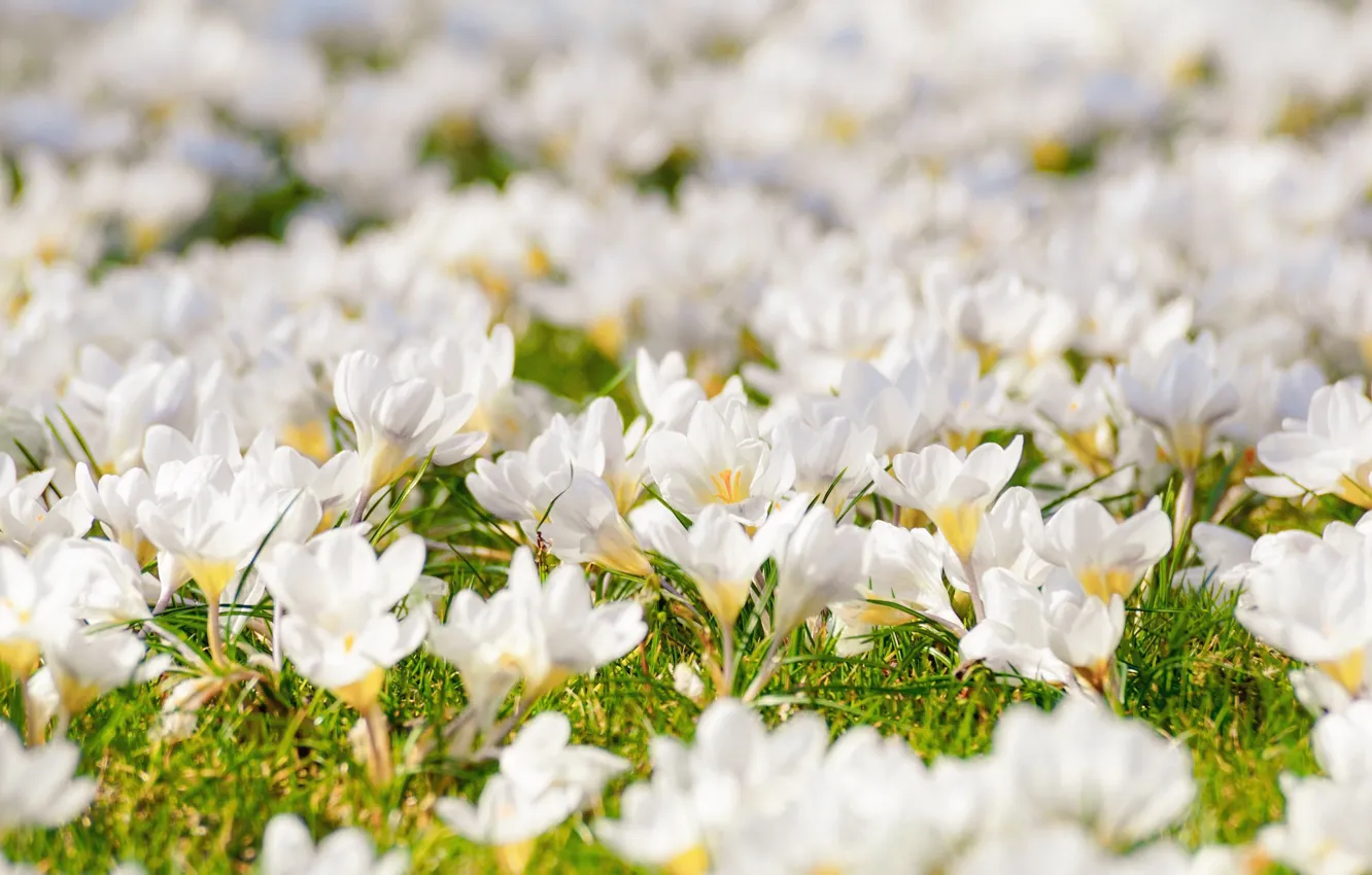 Photo wallpaper grass, flowers, glade, spring, crocuses, white, a lot, bokeh