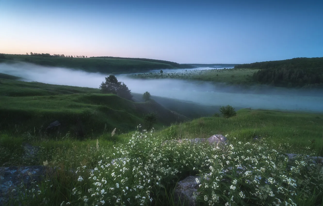 Photo wallpaper flowers, fog, morning