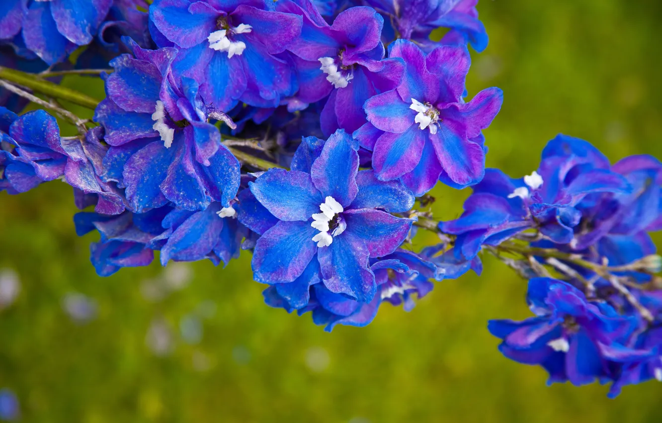 Photo wallpaper branches, nature, petals, inflorescence