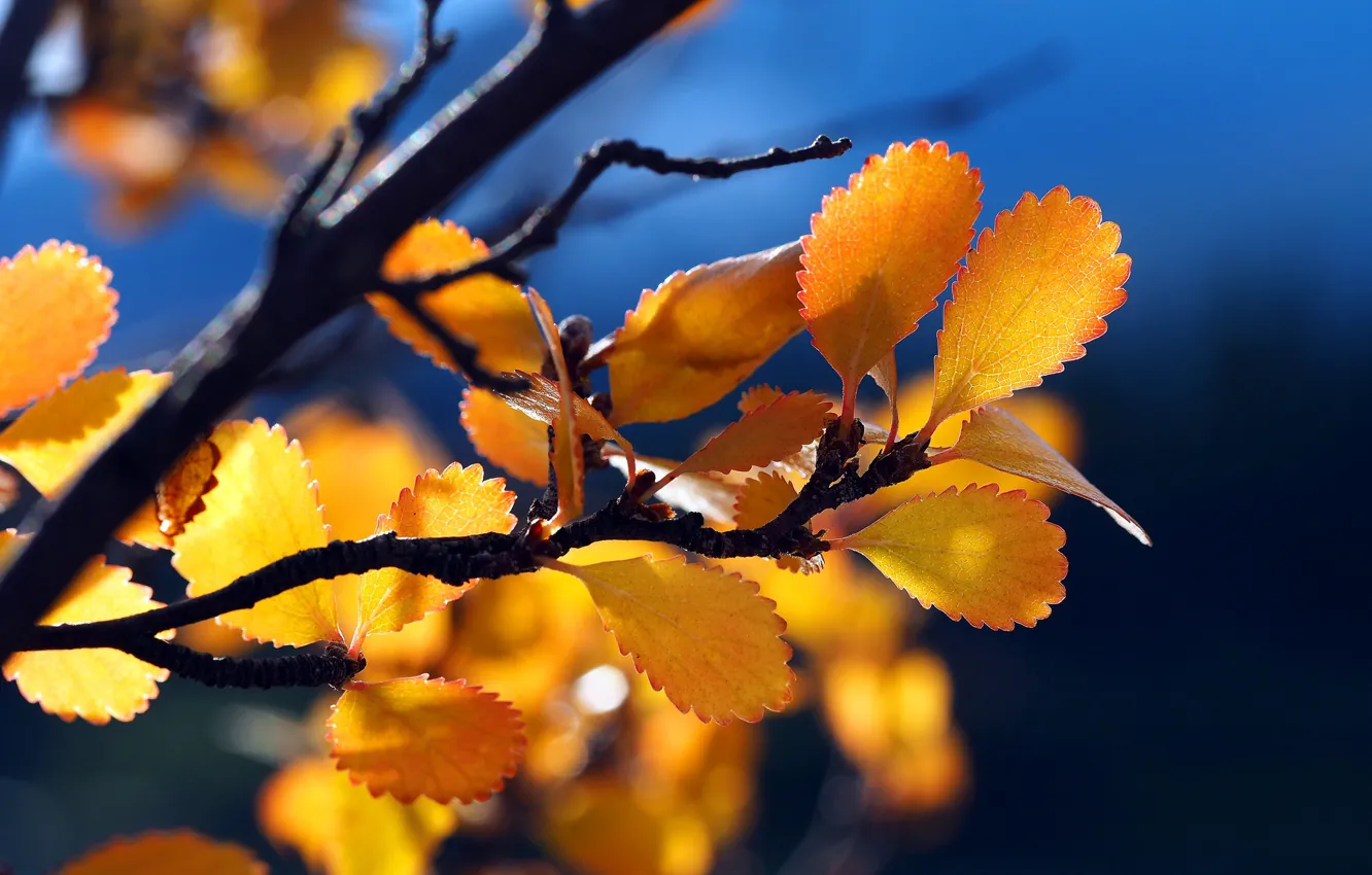 Photo wallpaper autumn, leaves, branches