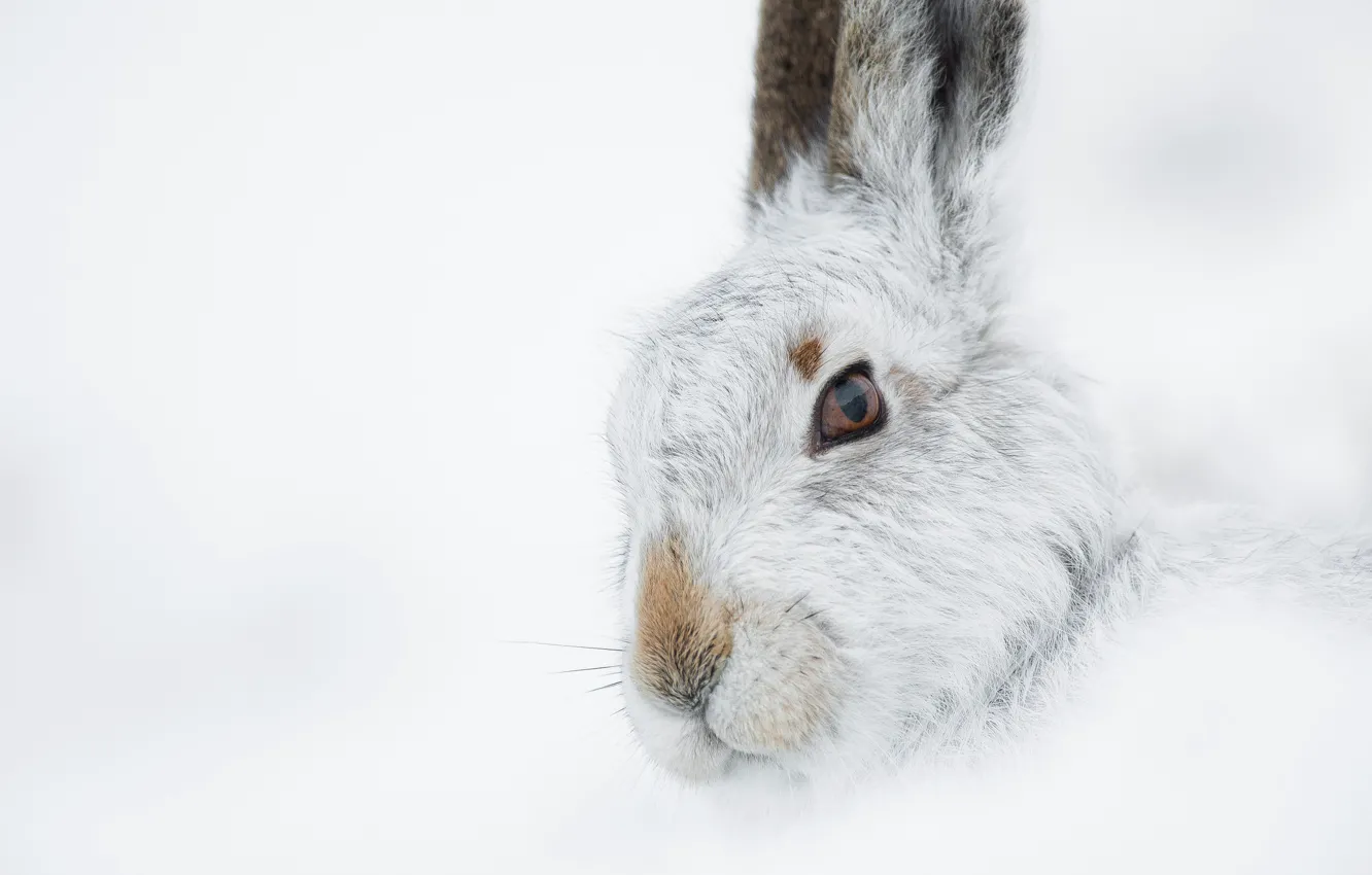 Photo wallpaper winter, white, nature, hare