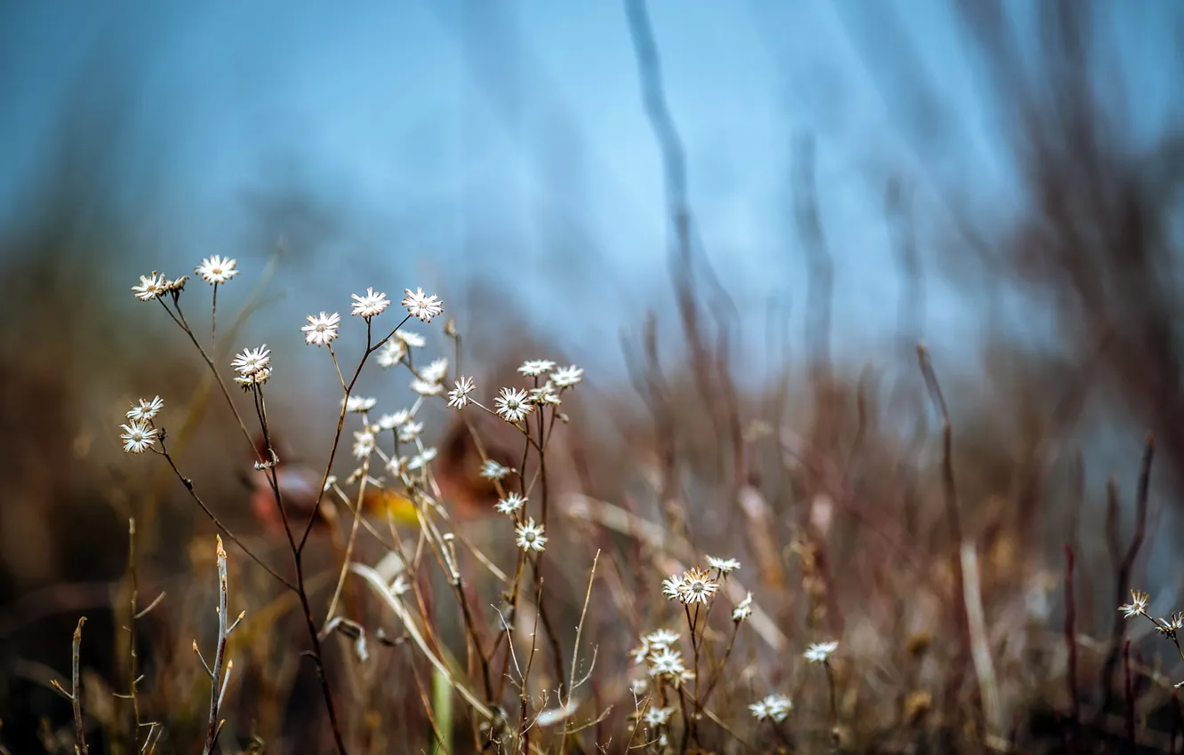 Photo wallpaper macro, flowers, nature
