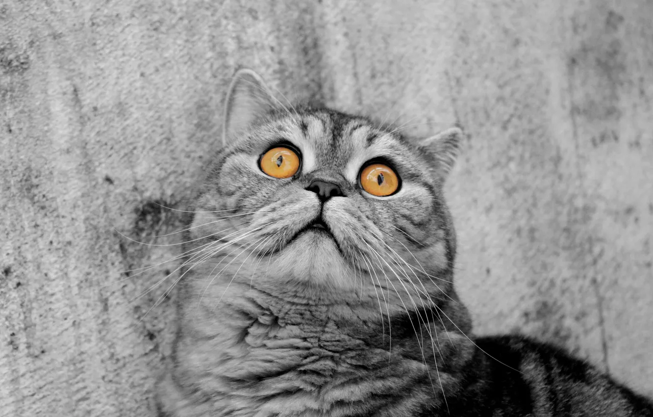 Photo wallpaper eyes, hair, head