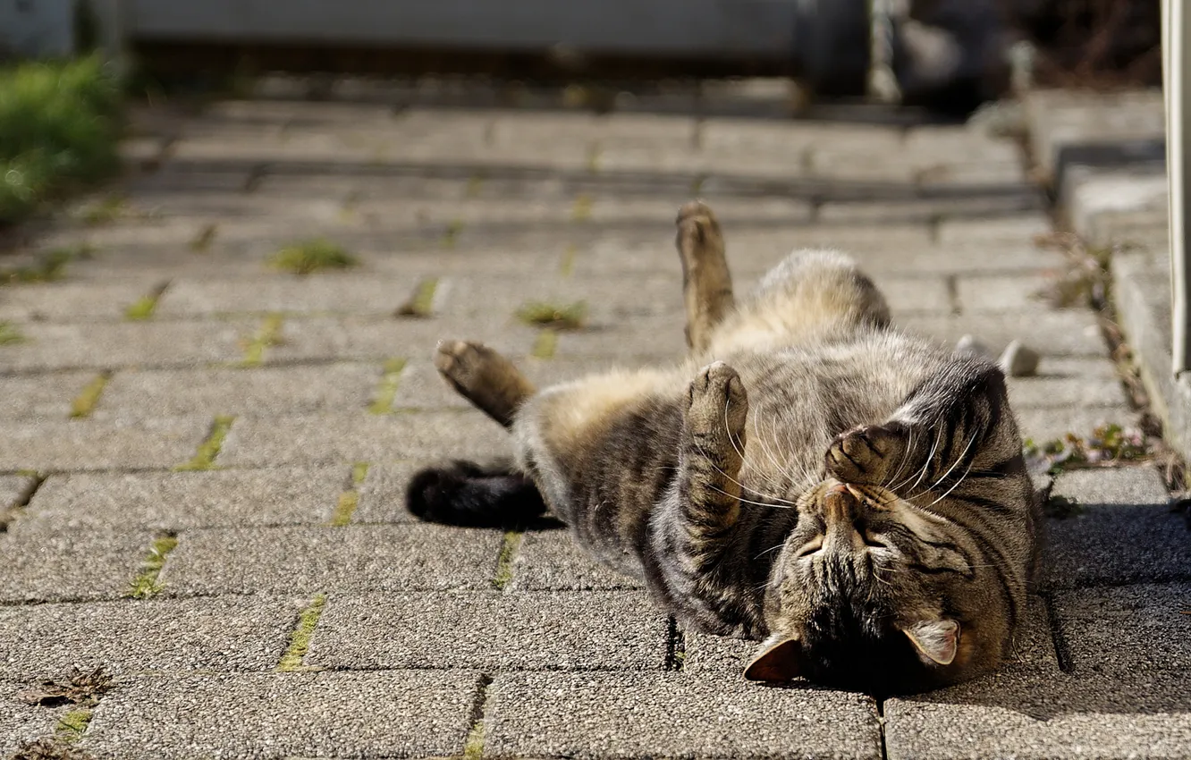 Photo wallpaper cat, cat, ideal, lies