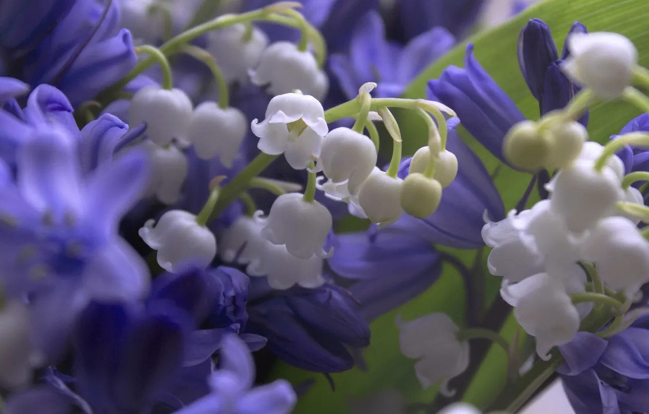 Photo wallpaper macro, nature, lilies of the valley