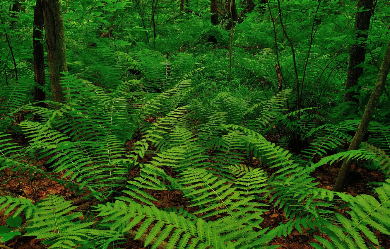 Photo wallpaper forest, leaves, trees, thickets