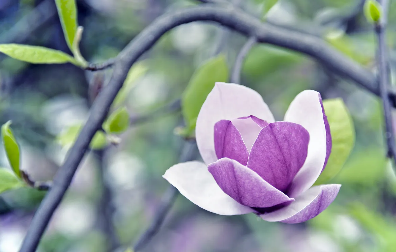 Photo wallpaper greens, purple, leaves, macro, flowers, branches, nature, foliage