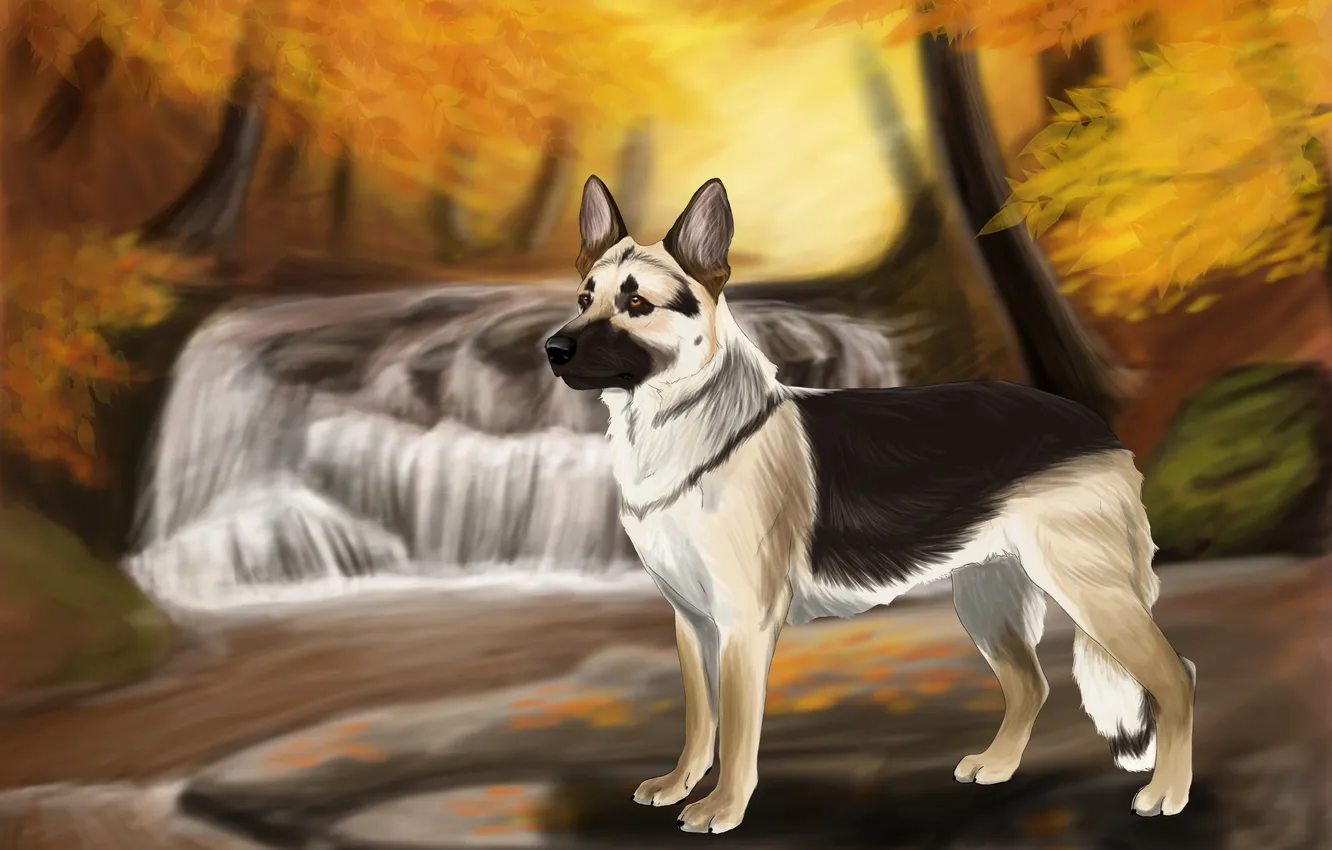 Photo wallpaper autumn, water, trees, river, stones, dog