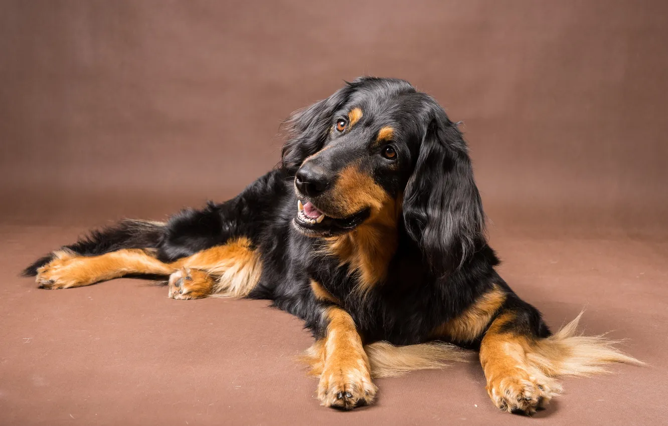 Photo wallpaper look, each, dog