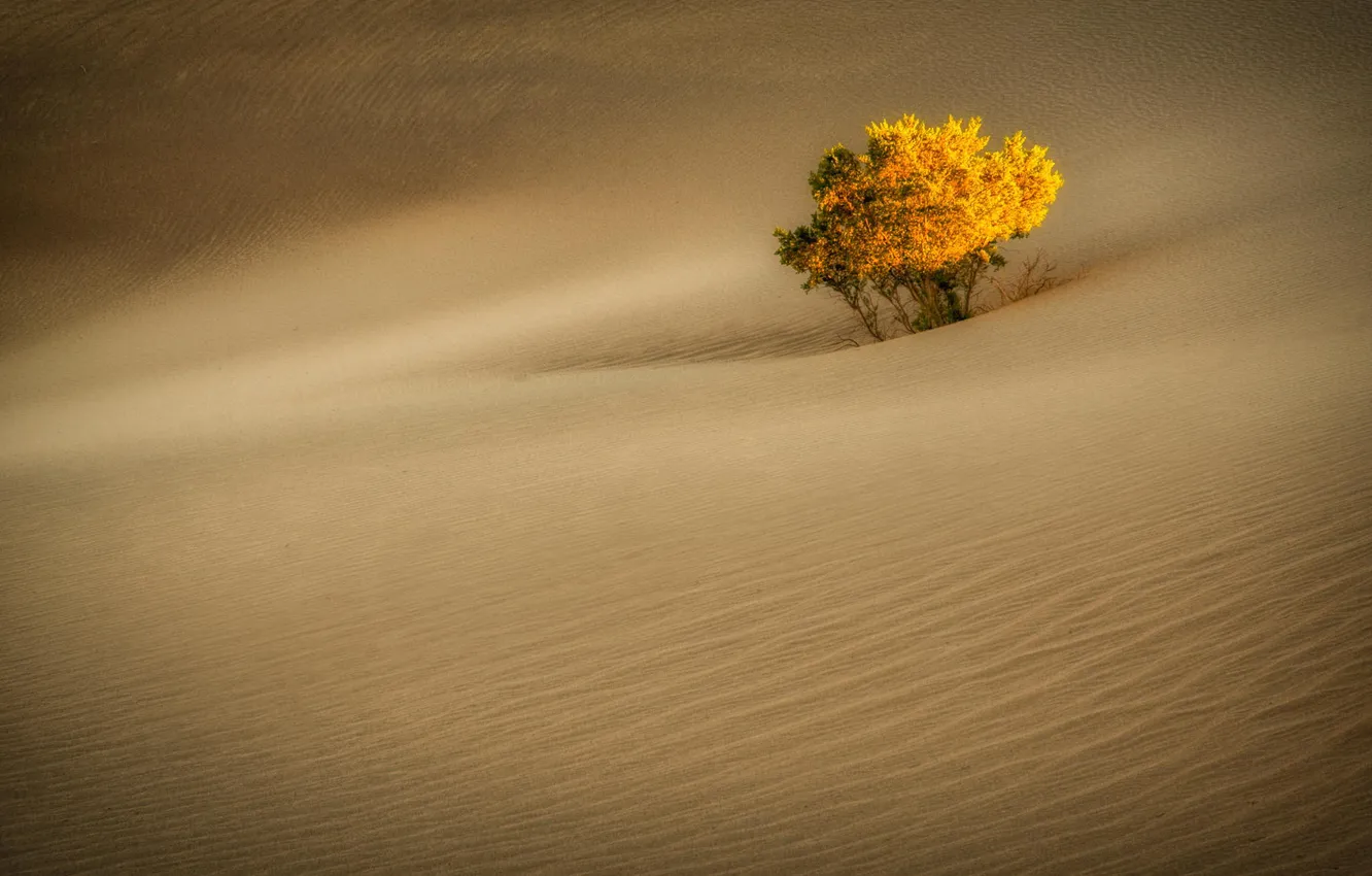Photo wallpaper tree, desert, dunes, California, Death Valley, Stovepipe Wells