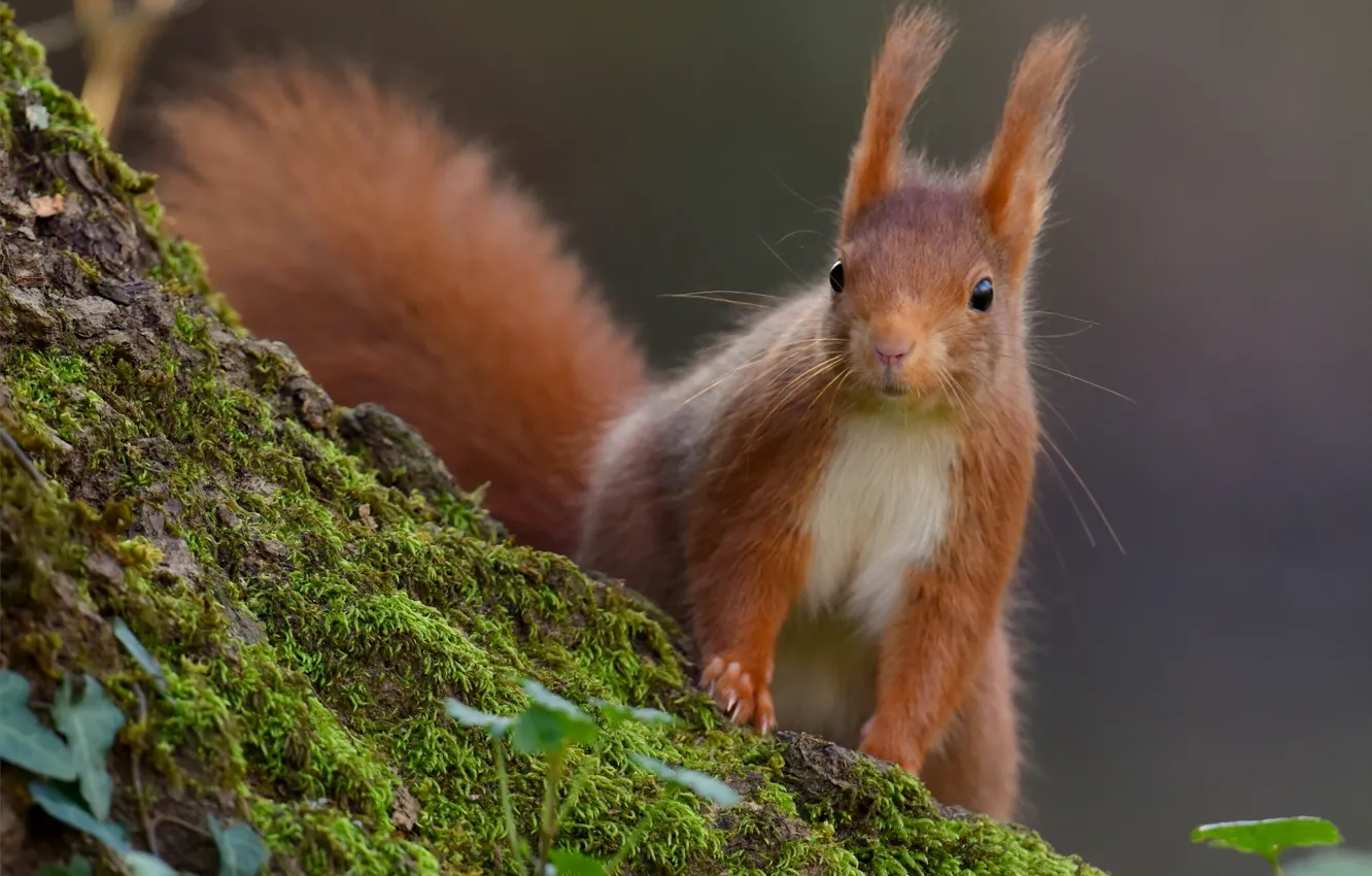 Photo wallpaper moss, protein, red