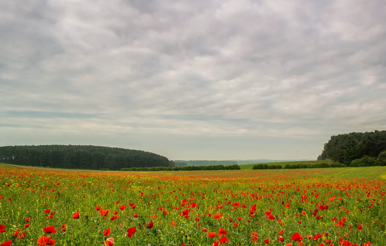 Photo wallpaper trees, flowers, trees, cold, flowers, camp, cold, red flowers