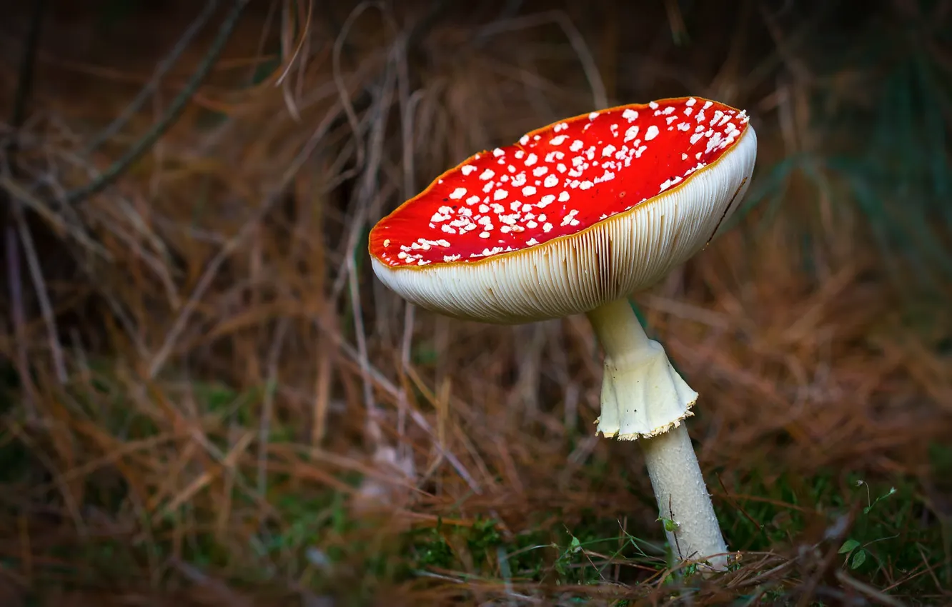 Photo wallpaper grass, nature, mushrooms, mushroom