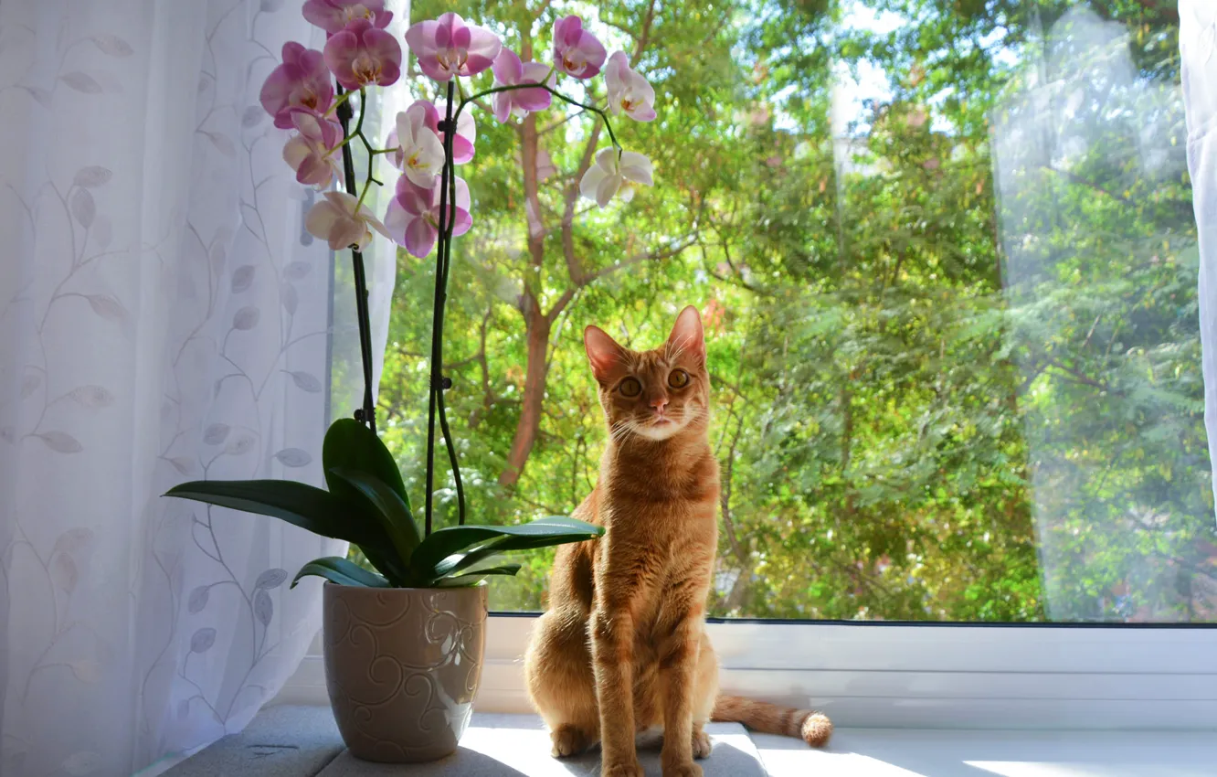 Photo wallpaper cat, flowers, window, red, Orchid