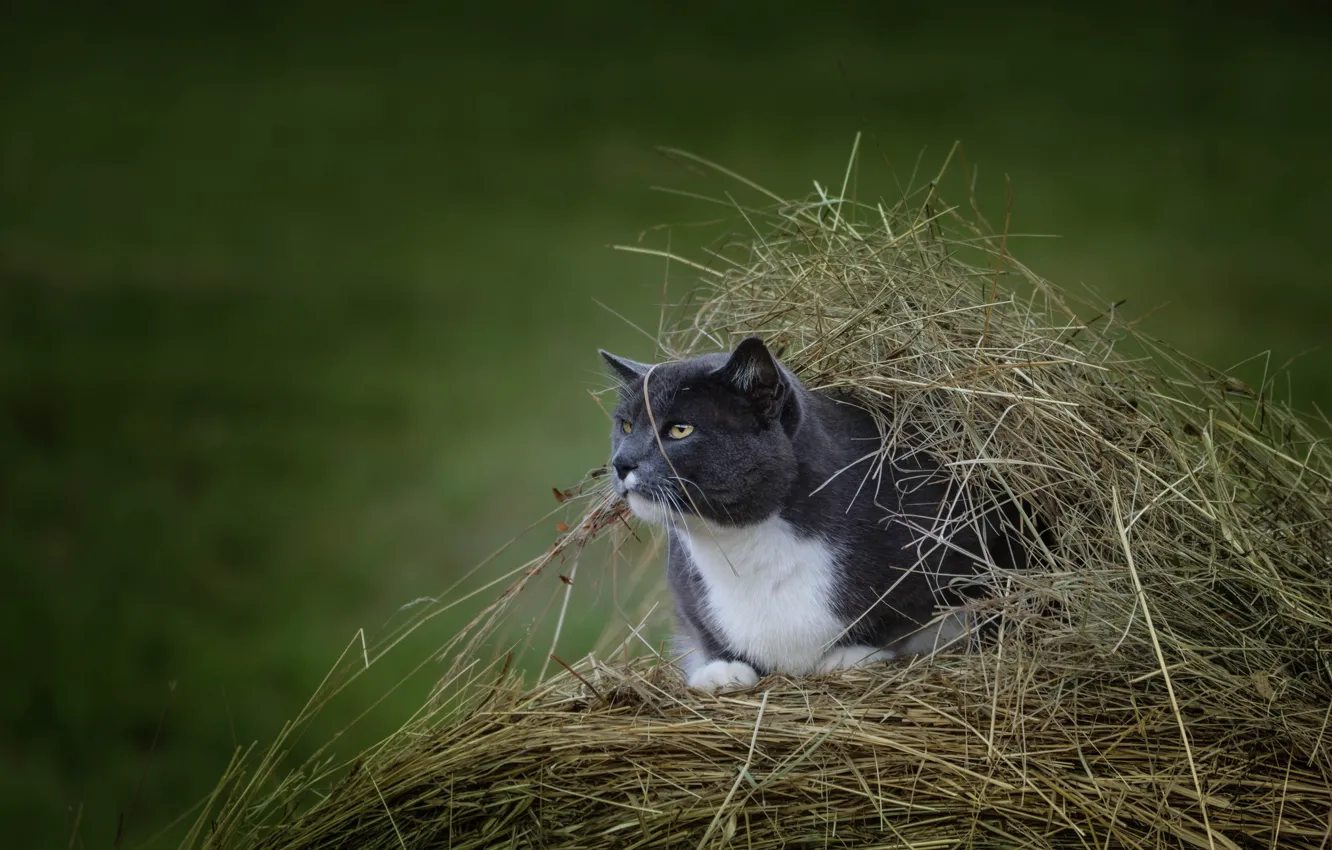 Photo wallpaper cat, shelter, hay, observation, bokeh