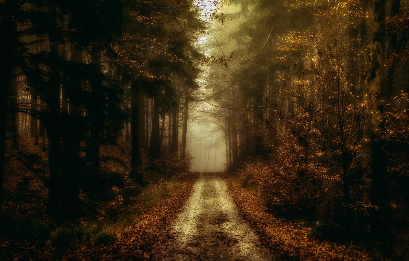 Photo wallpaper road, autumn, forest