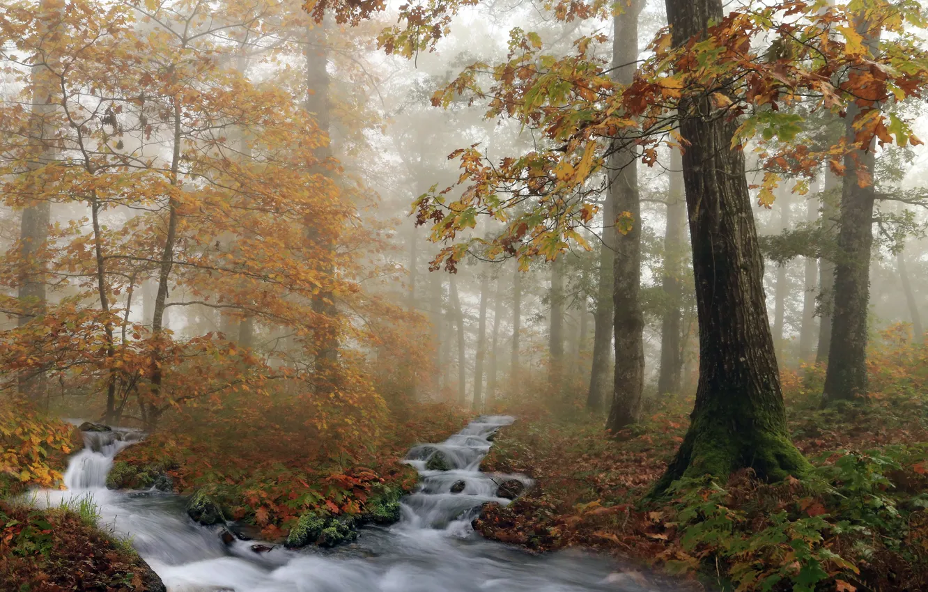 Photo wallpaper autumn, forest, nature