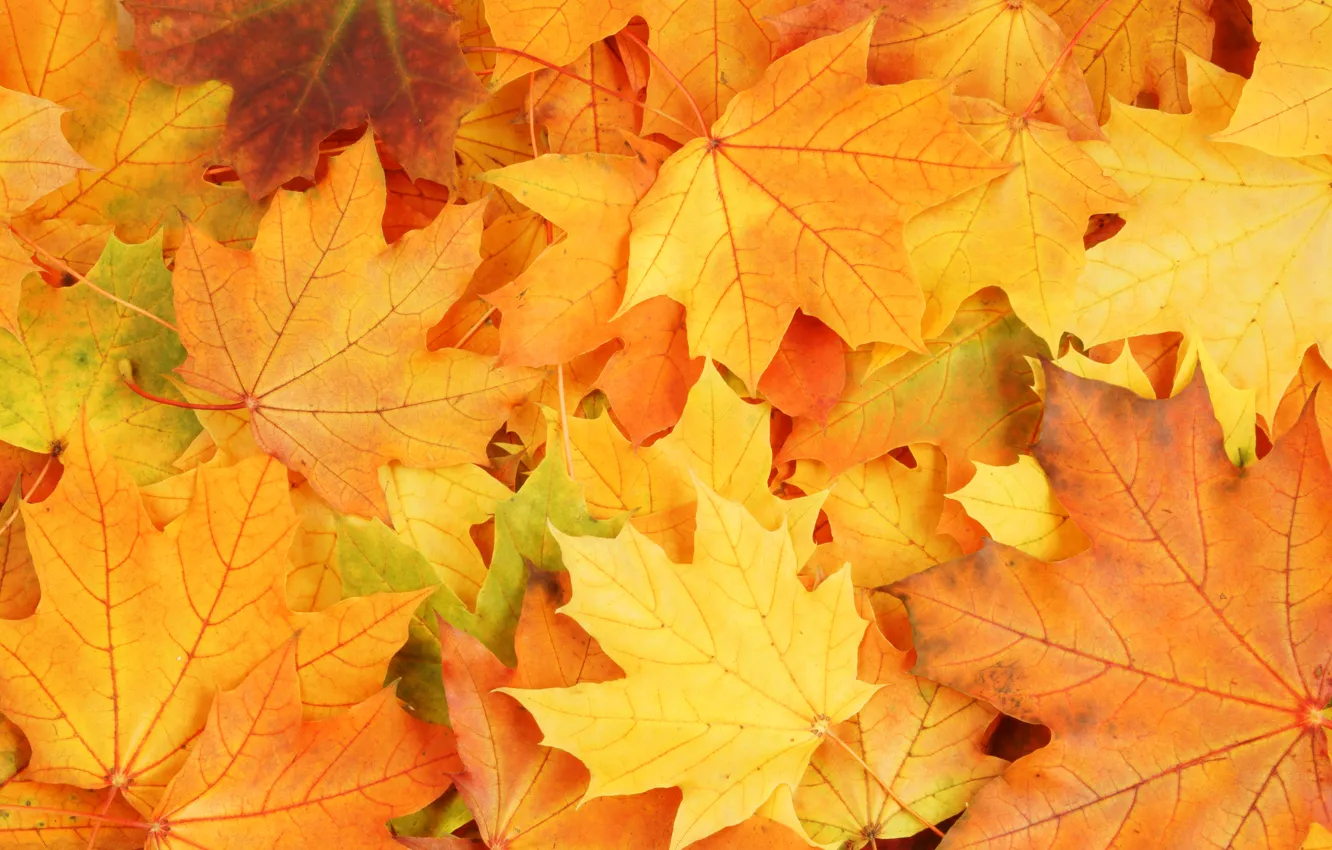 Photo wallpaper autumn, leaves, bright colors, wilting
