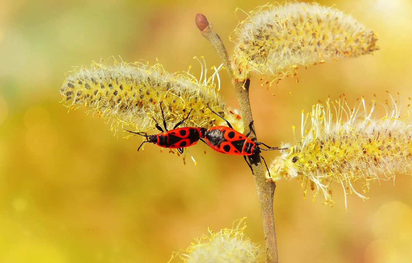 Photo wallpaper macro, branches, yellow, red, background, two, beetle, spring