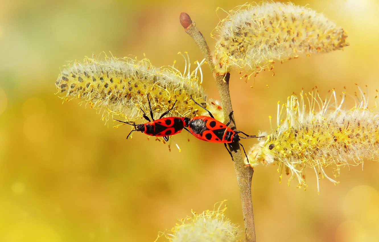 Photo wallpaper macro, insects, branches, yellow, background, spring, bugs, red