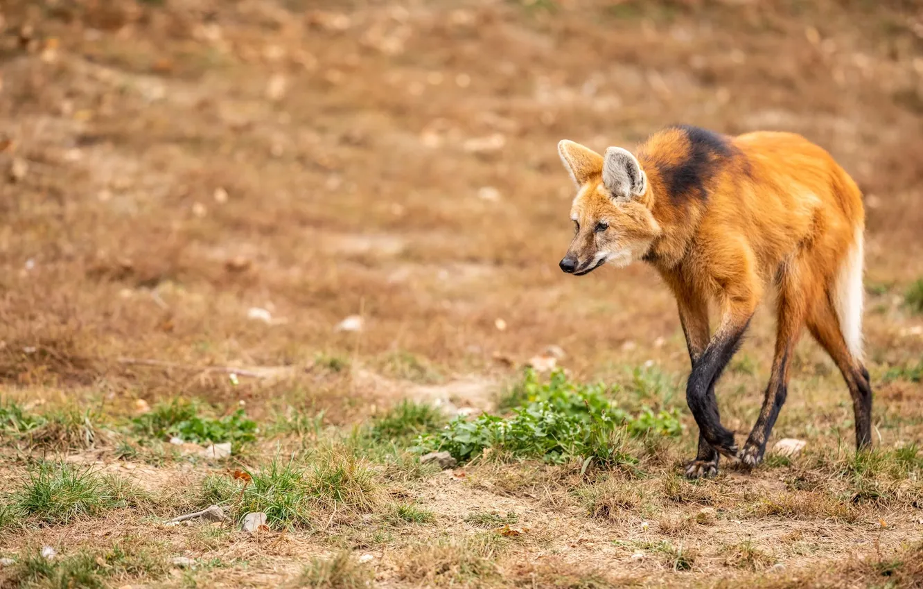 Photo wallpaper fox, animal, wildlife, South America, Maned wolf
