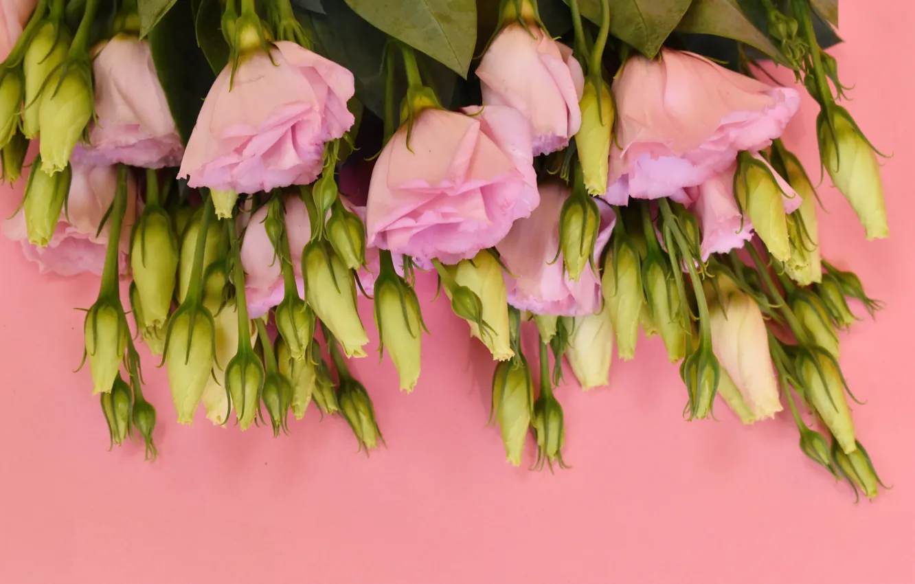 Photo wallpaper bouquet, gentle, eustoma, Victoria Dunn